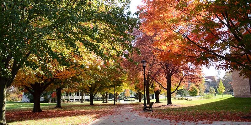 fall leaves on trees and on the pathway through campus